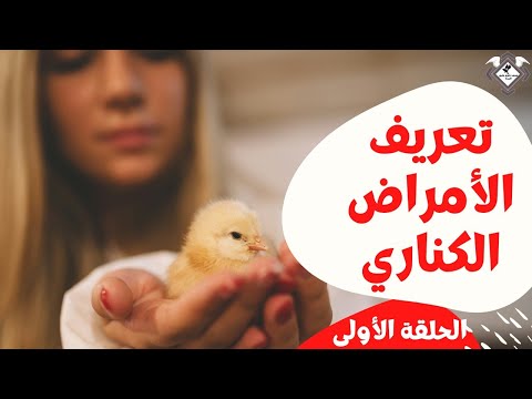 تعريف الأمراض الكناري (سلسة جديدة)حلقة الأولى