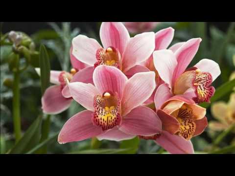 ორქიდეომანია # ციმბიდიუმი, ლამაზი და არომატული, მნიშვნელოვანი რჩევები მოვლის შესახებ (Cymbidium)