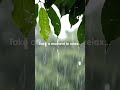 This Thunderstorm Sound Stops Racing Thoughts #calm #rainsounds #studymusic