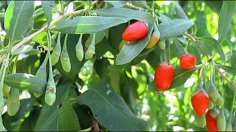 Where & Why I Moved My Goji Berry Plants. - DayDayNews