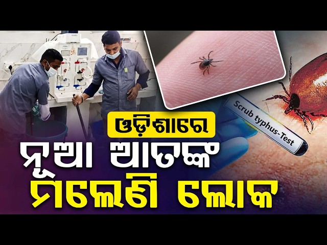 Thumbnail for ଓଡ଼ିଶାରେ ନୂଆ ଆତଙ୍କ... | Scrub Typhus Alert in Cuttack | Health Dept Warning | Argus News