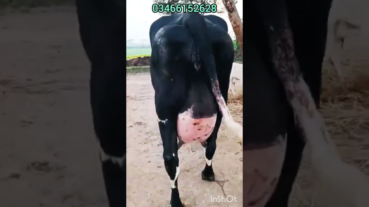 03466152628| Girlando gay| Girlando cow in Pakistan | Girlando cow milk