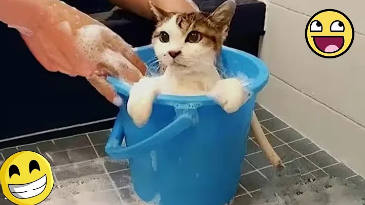 Watch the video about Hilarious Animals Funny MOMENTS 🤣 FUNNY DOGS and CATS VIDEOS 2025😺🐾😊 CUTE kittens