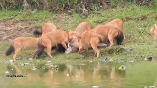 Wilddogs Vs Deer الكلاب البرية الاسيوية تأكل صغير الغزال