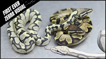 WORLDS FIRST Ball Python - Introducing The ZEBRA DG!