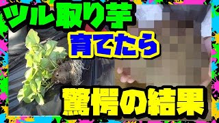 【さつまいも栽培】収穫　ツル取り用のシルクスイート育てたらとんでもなのができた