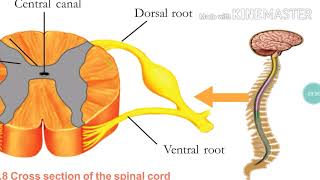 SSLC BIOLOGY, Chapter 1. Sensation and responses, Part 6. Structure of Spinal cord  for EM & MM