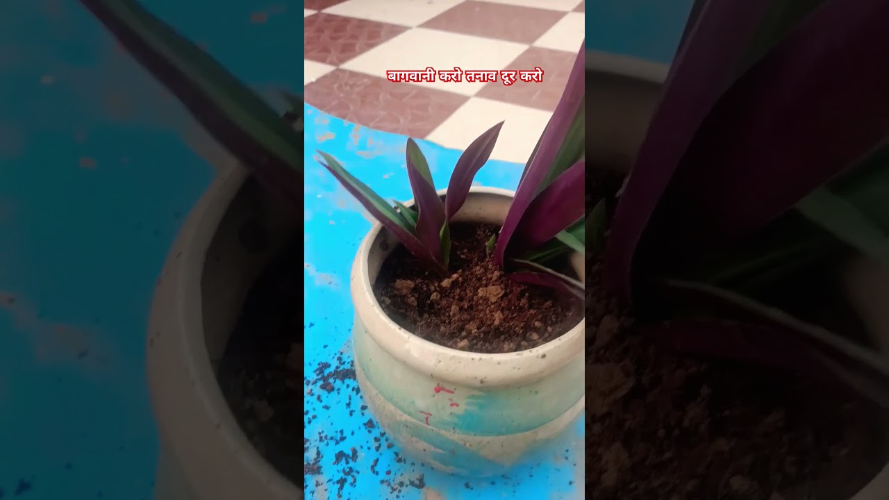 क्या आप जानते हैं कि बागवानी करने से आपका तनाव दूर होता है? || #garden #plants #strees #tips #shorts