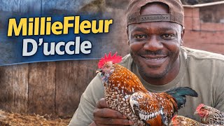 Chicken Spotlight:  Mille Fleur D'uccle 