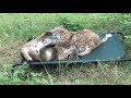 Bobcats Playing in a Hammock