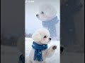 chacha in the snow #cute #bichon #pets  #funny #youtubeshorts  #ai  #cutedog #animals #dog #youtube
