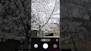 갤럭시 카메라 무음 설정 ADB 디바이스 툴로 하는법 #갤럭시카메라무음 #갤럭시 #smartphone