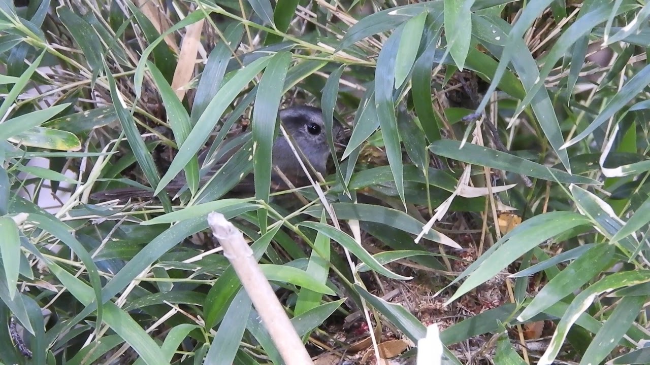 Nido de Peutrén (Patagonian tyrant)