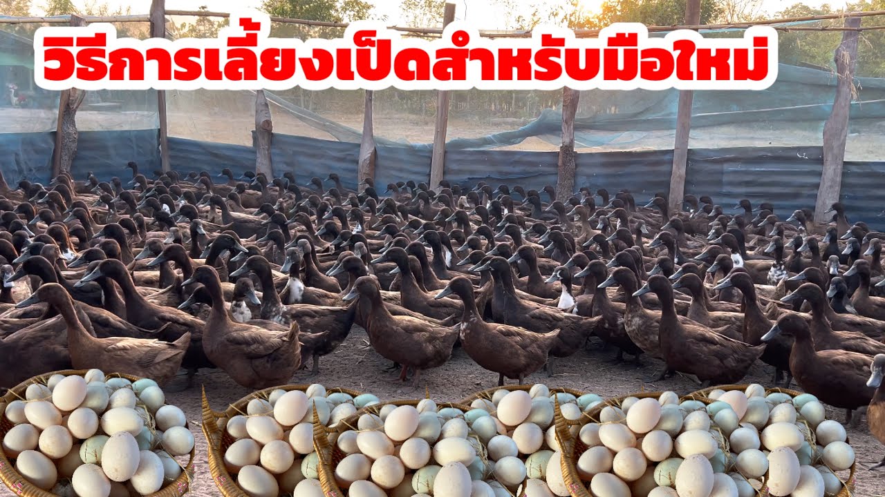 วิธีการเลี้ยงเป็ดสำหรับมือใหม่ ไม่รู้จะเริ่มต้นอย่างไร มาฟังจากคุณป้าเจ้าของฟาร์ม ที่มหาสารคาม