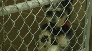 Clear the shelters and help a pet find a forever home