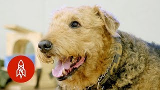 The Doctor Studying Your Dogs Brain