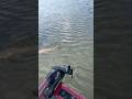 Redfish fishing fish reels redfish reddrum fishingfishinglife bullred bullredfish