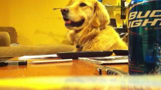 Golden Loves Guitar !!(Jammin' with Bailey!! Enjoy, Like, Share :) OFFICIAL WEBSITE: http://www.DrewColeMusic.com Business Inquiries Please Contact: DrewColeMusic@gmail.com ..., 2011-12-23T00:37:58.000Z)