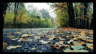 불면증 극복에 좋은 빗소리 ASMR Rain sounds For Sleeping, White Noise