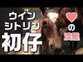 【出産】ウインシトリンの初仔（父エピファネイア）【サラブレッド】【ウインシトリンの21】