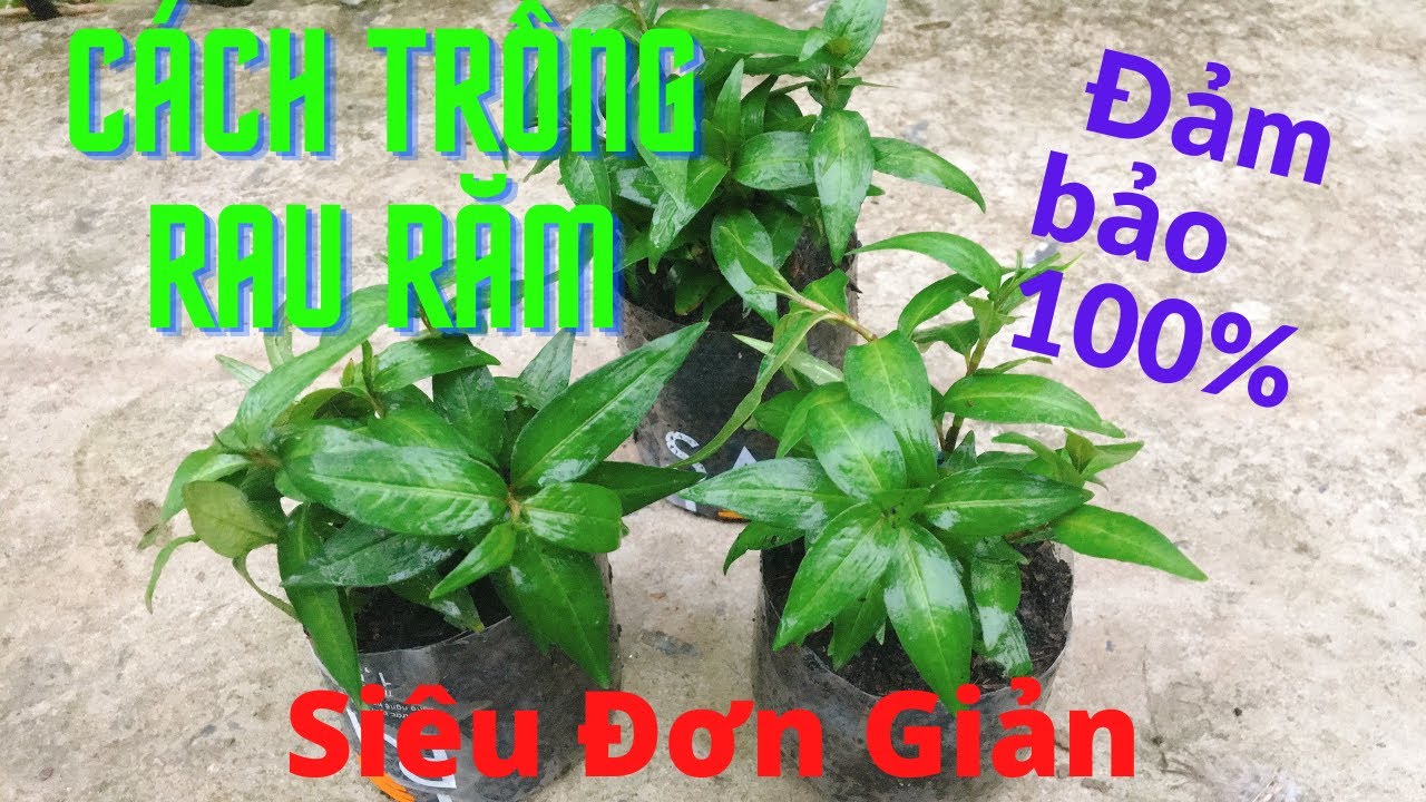 Cách Giâm Cành Cây Rau Răm Đơn Giản Nhưng Rất Hiệu Quả| Cách Trồng Cây ...