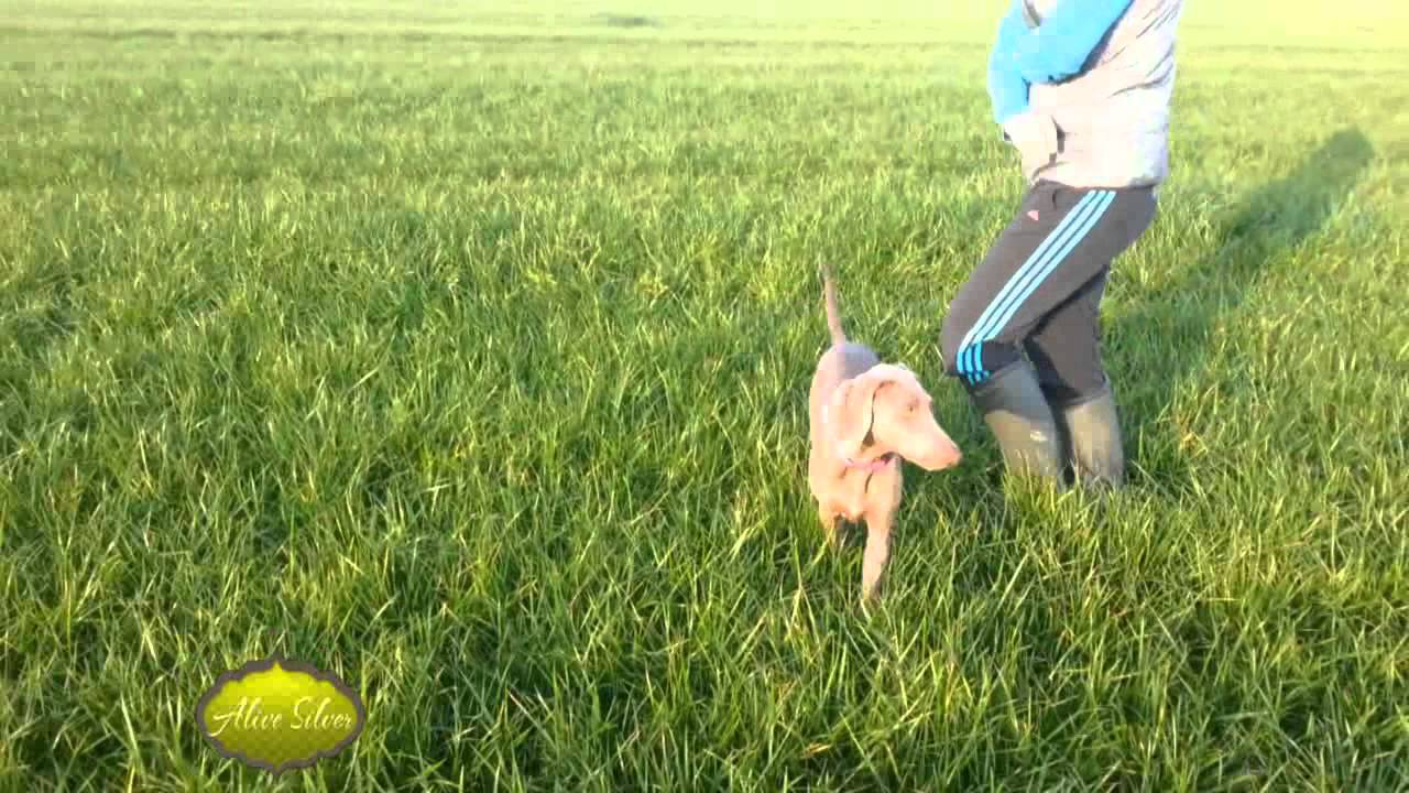 Hill Of Hope Alive Silver Weimaraner Last Walk