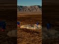 New Shepard NS-37 Landing - December 20, 2025