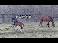 ナンパするコルシ(ゴールドシップ産駒)