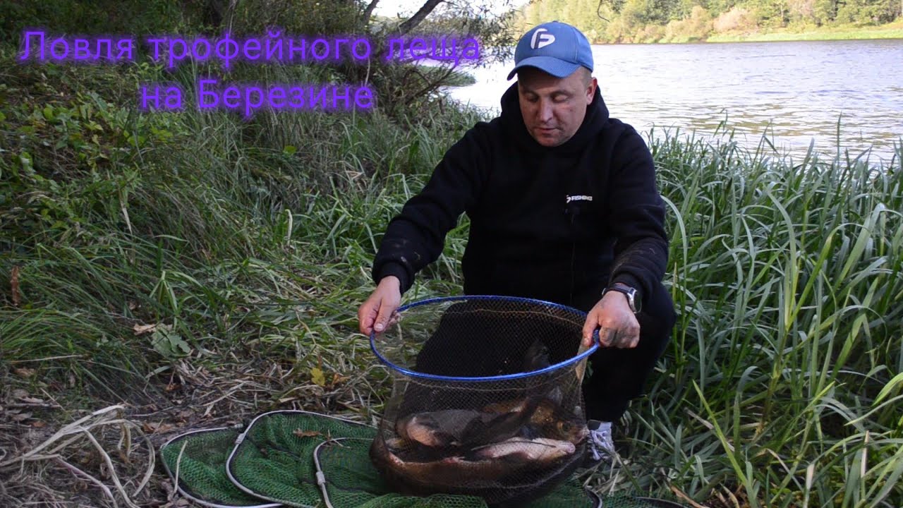 Трофейные лещи  на Березине