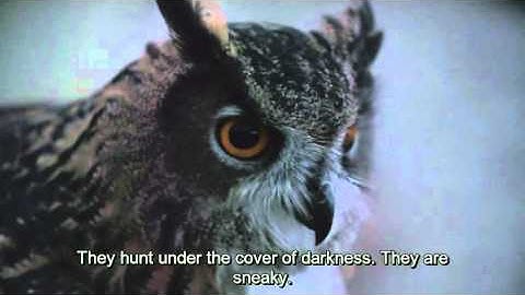 See What Makes Owls So Quiet and So Deadly Deep Look