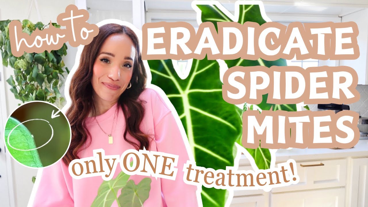 🚫get rid of spider mites🚫 | 1️⃣ treatment | step by step | all natural🌱