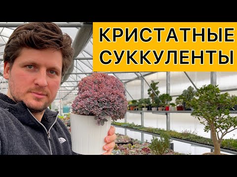 Кристатные суккуленты и кактусы. Особенности выращивания, ухода и размножения. Кристаты в коллекции