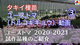 【園芸】「ユーストマ」2020-2021年 試作品種のご案内