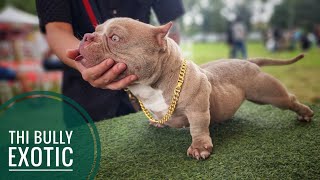 Thi Chó Bully Exotic dưới cái Nắng Vỡ Đầu của Hà Nội/ NhamTuatTV - Dog in Vietnam