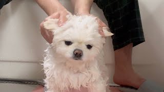 I bathed a Pomeranian and it turned into a Maltese.