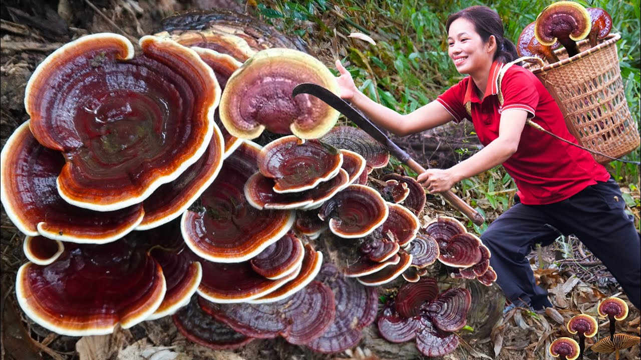 Harvest Mushroom (Garnodema Lucidum) Go to the market sell - Remodel small farm - Phương Daily Life