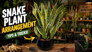 🌿 Snake Plant Arrangement Ideas | Easy Indoor Plant Styling for Beginners