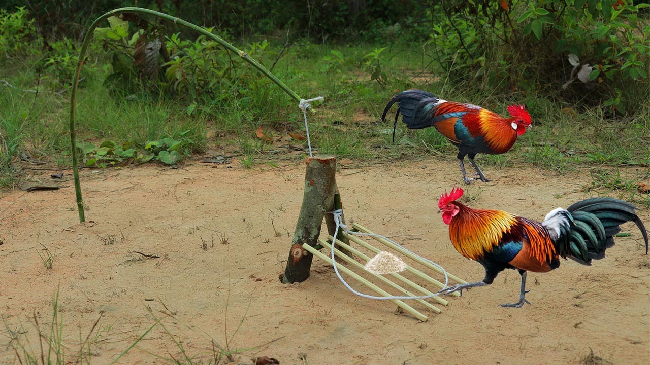 Easy Chicken Trap Simple Wild Chicken Trap Using Bamboos & Woods