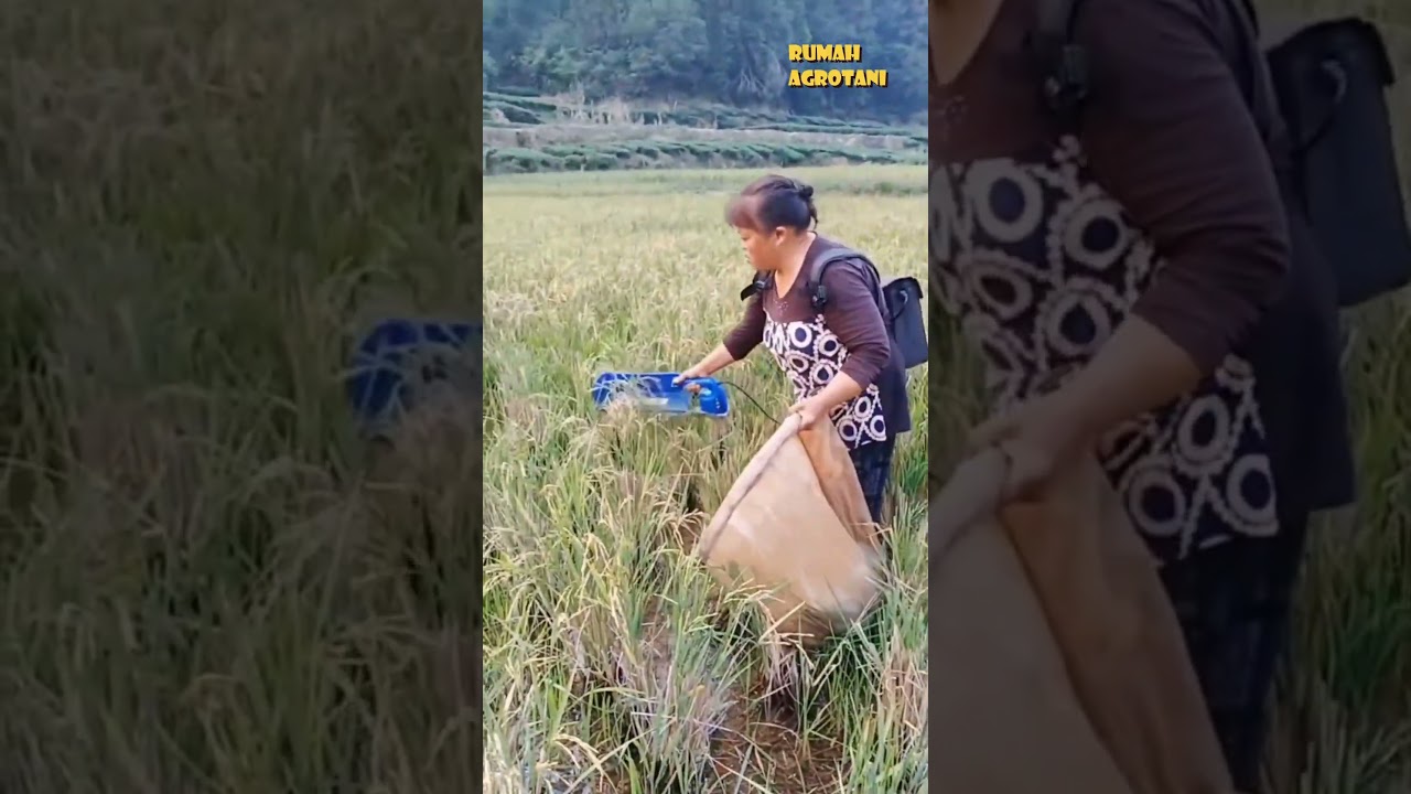 Cara panen padi ini lebih cepat daripada pakai ani ani