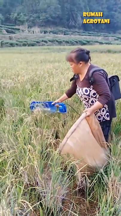 Cara panen padi ini lebih cepat daripada pakai ani ani