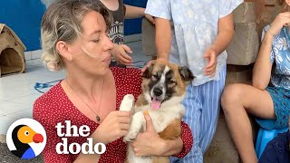 Abandoned Puppy Gets Rescued And Goes to School With Kids Every Day | The Dodo Little But Fierce