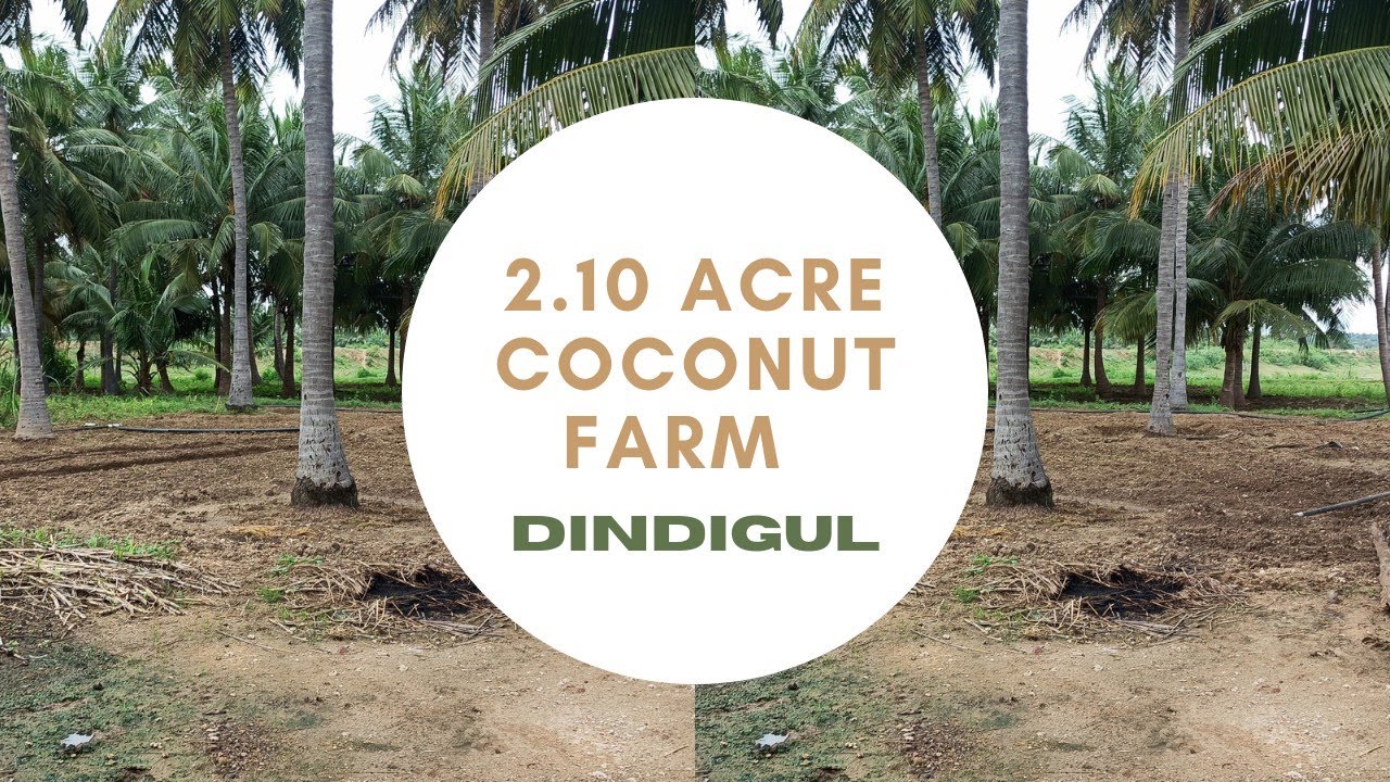 2.10 acre coconut farm sale in dindigul8610998580. YouTube
