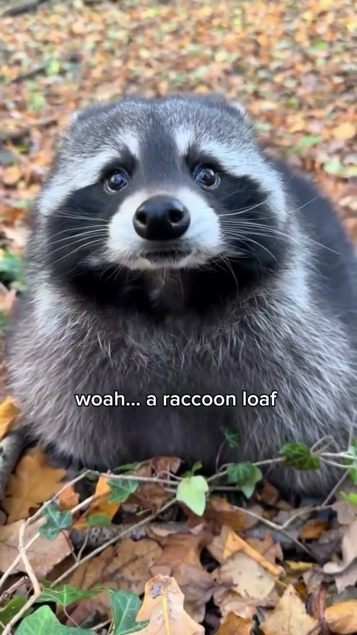Insane racing raccooonio slowed down to loaf for a second