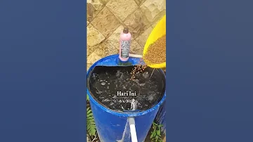 Catfish Farming Fish Aquaculture Fishfarming Fishing Catfishfarm 