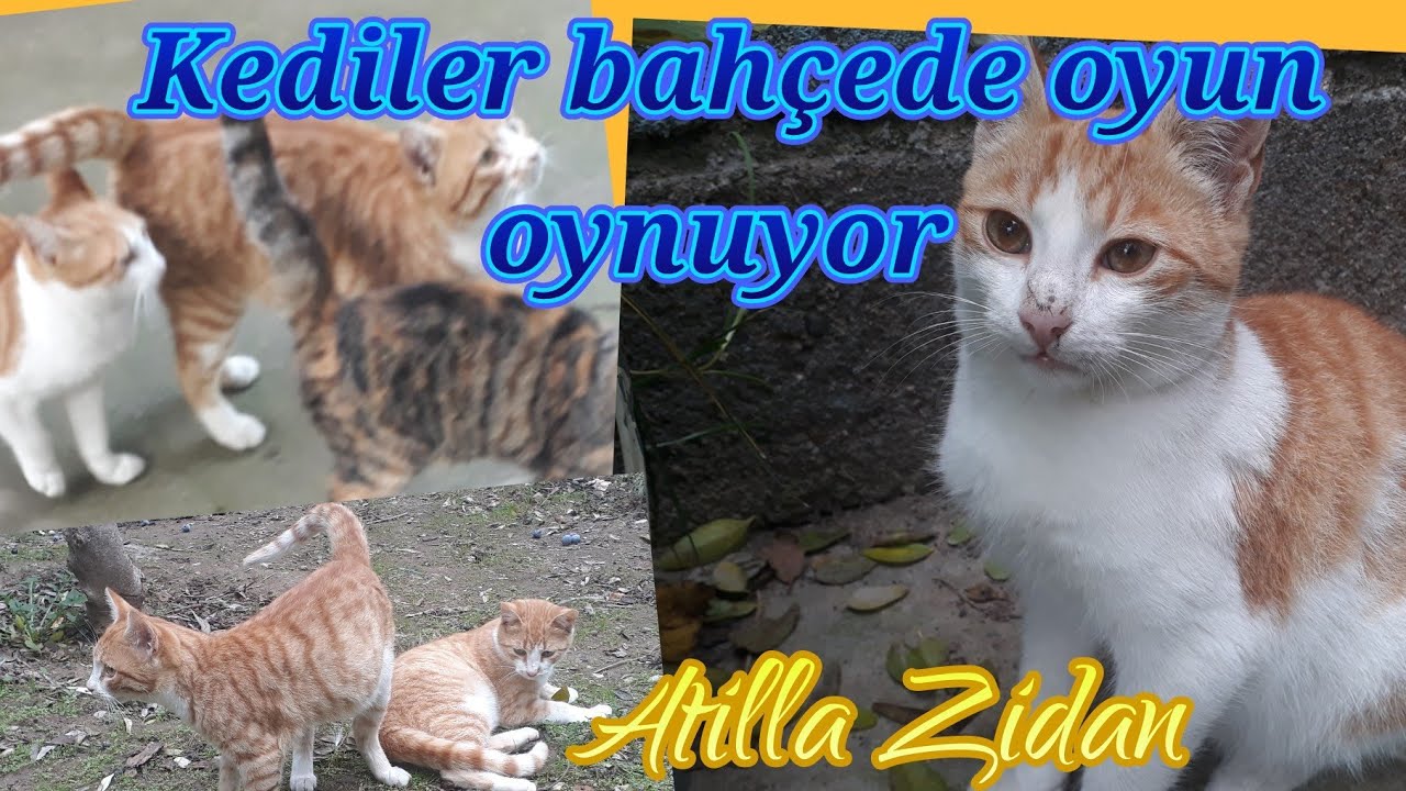 KEDILER BAHÇEDE OYUN OYNUYOR