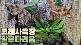 파충류 안 키운다던 남편이 만든 크레사육장 팔루다리움