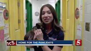 Foster families needed for Nashville Humane Association's 'Home for the Paw-lidays'