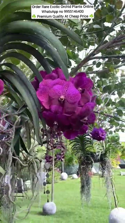 Buy Vanda Orchid Plants Online 🌱☘️ #orchid #flowers #plants #gardening #orchidcare #seeds #ytshorts
