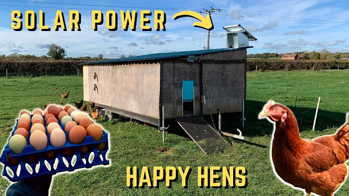 PASTURE RAISED EGGS ON FARM | THE PERFECT WAY TO START FARMING?