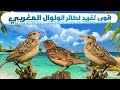 تغريد طائر الولوال المغربي لتعليم الكناري